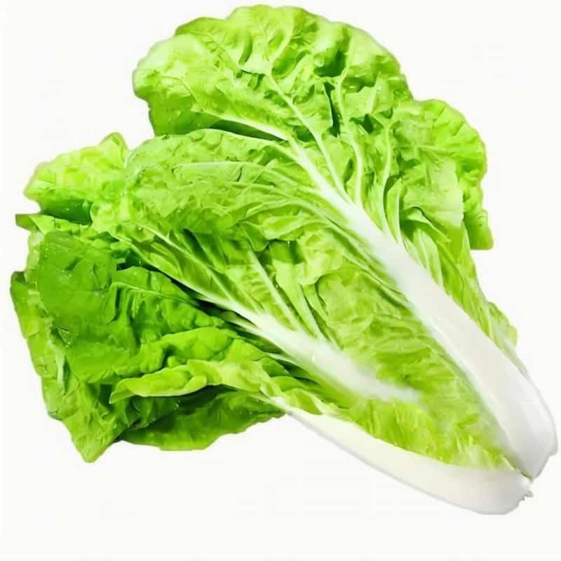 深圳其它區(qū)市區(qū)蔬菜配送